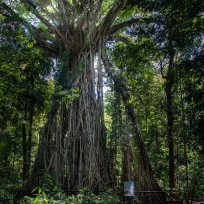 Curtain Fig Tree