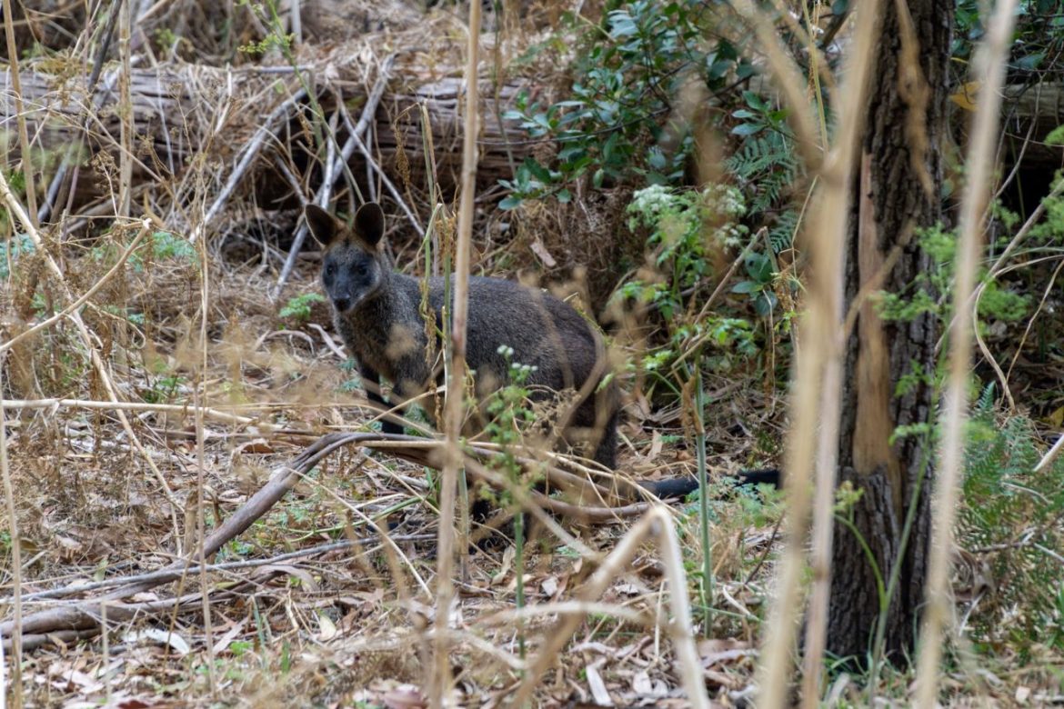 Tiere, Tiere und Tiere