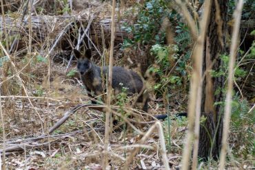 Tiere, Tiere und Tiere