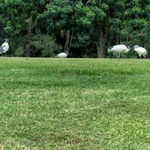 Brisbane Botanischer Garten