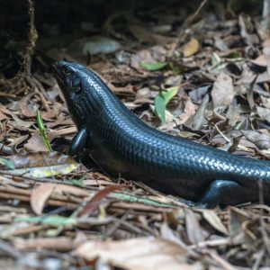 Big Lizard am Weg zu den Purling Brooke Falls