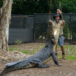 Billabong Sanctuary - Krokodil 