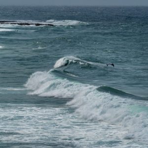 Newcastle - springender Delphin