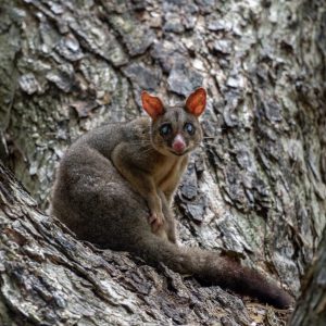Billabong Sanctuary