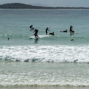 Dog Surfing