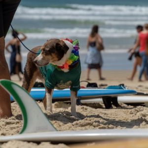 Noosa - Dog Surfing