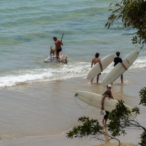 Noosa Head - Dog Surfing