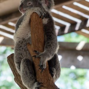 Billabong Sanctuary - Koala