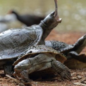 Billabong Sanctuary - Schildkröten