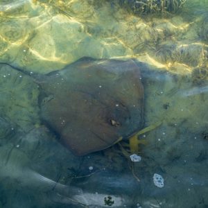 The Entrance - Rochen im Wasser