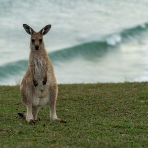 Look at me track Emerald Beach