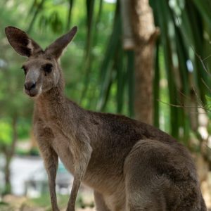 Billabong Sanctuary - Kangaroo 