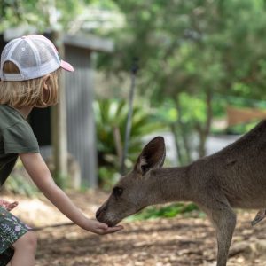 Billabong Sanctuary - Kangaroo
