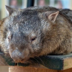 Billabong Sanctuary - Wombat