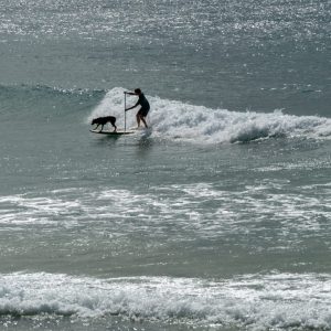 Noosa - Dog Surfing