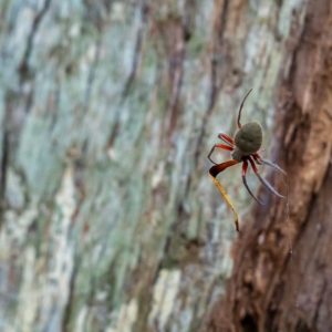 Spinne am Weg zu den Purling Brooke Falls