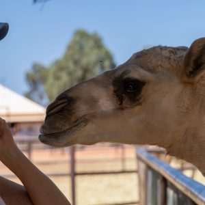 Camel füttern