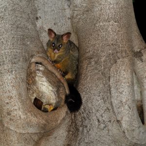 Hyde Park - Possums