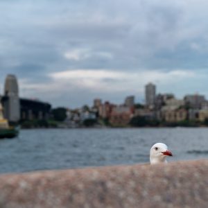 Blick von der Opera zur Harbour Bridge 