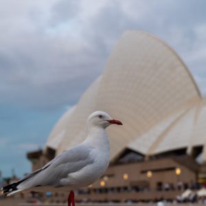 Opera House Möwe