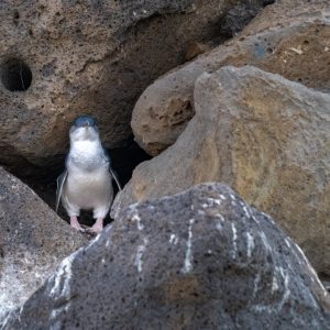 St. Kilda Pier - Penguin Colony