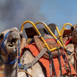 Uluru camel tours