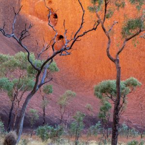 Uluru - Kuniya walk