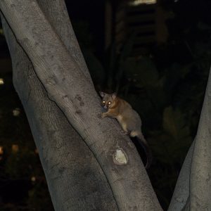 Possum Hyde Park